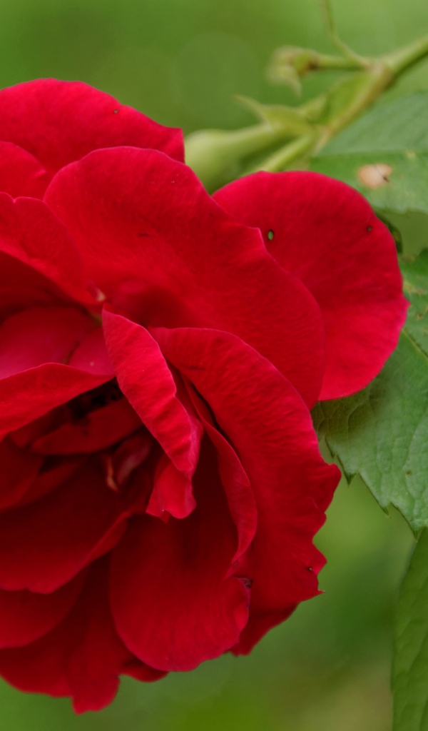 Алая роза с зелеными листьями крупным планом