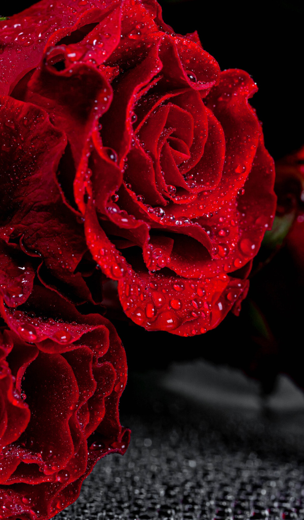 Алые розы крупным планом в каплях воды  