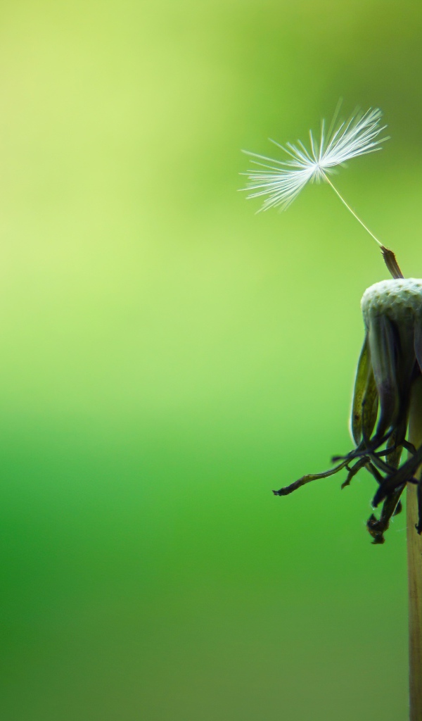 Seeds flown from dandelion on green background
