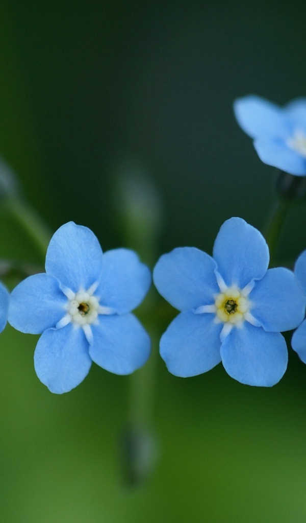 Small blue forget-me-not flowers on green background close-up