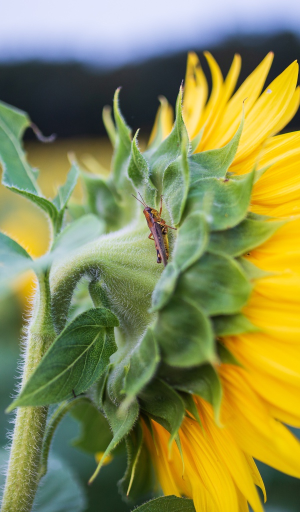 Маленький кузнечик на желтом цветке подсолнуха