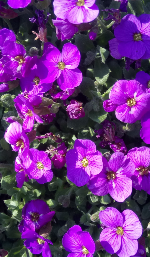 Мелкие сиреневые цветы Обриета в лучах солнца