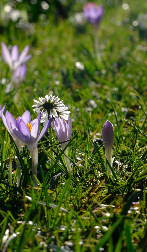 Small lilac crocus flowers on green grass