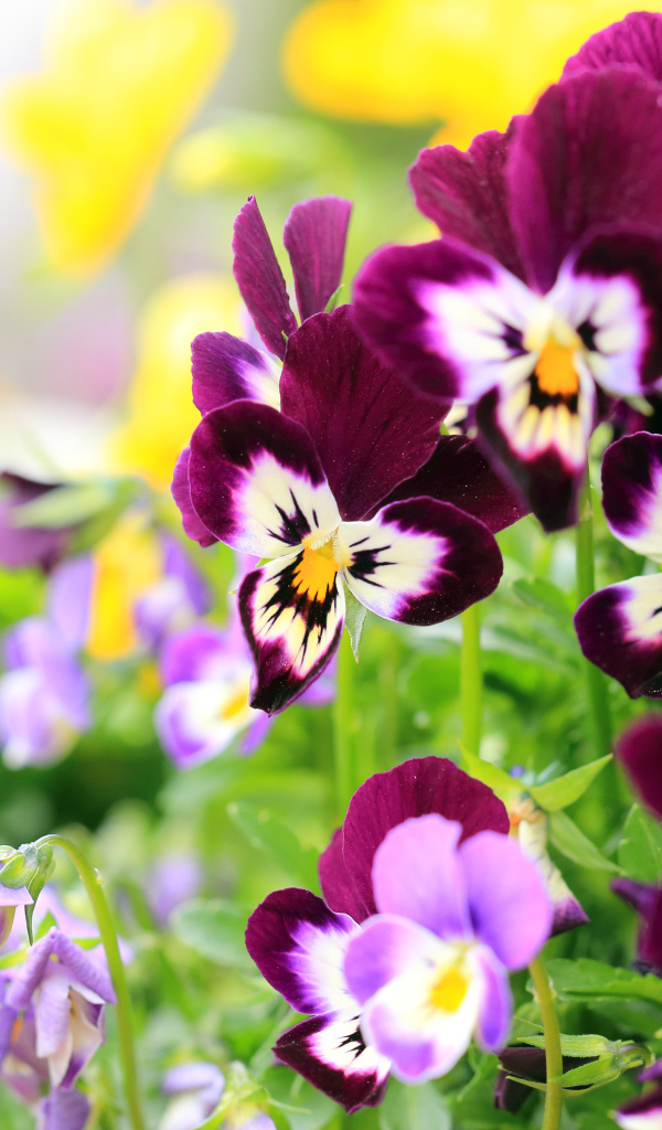 Маленькие цветы анютины глазки крупным планом 