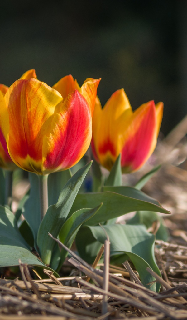 Маленькие тюльпаны цветут в саду весной