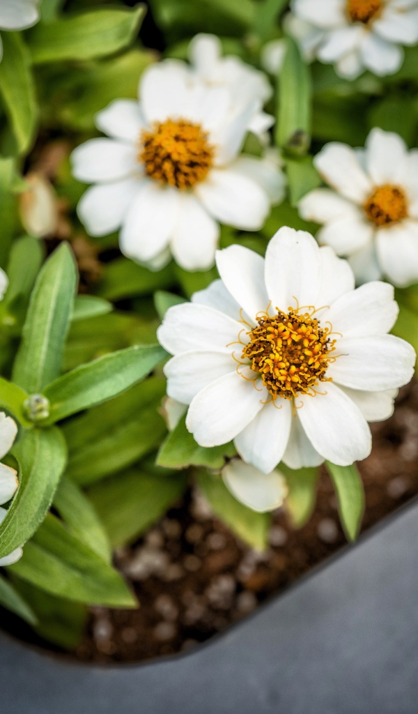 Маленькие белые цветы в кашпо на окне