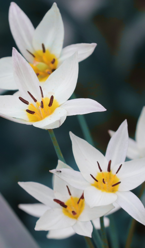 Мелкие белые цветы дикого тюльпана 