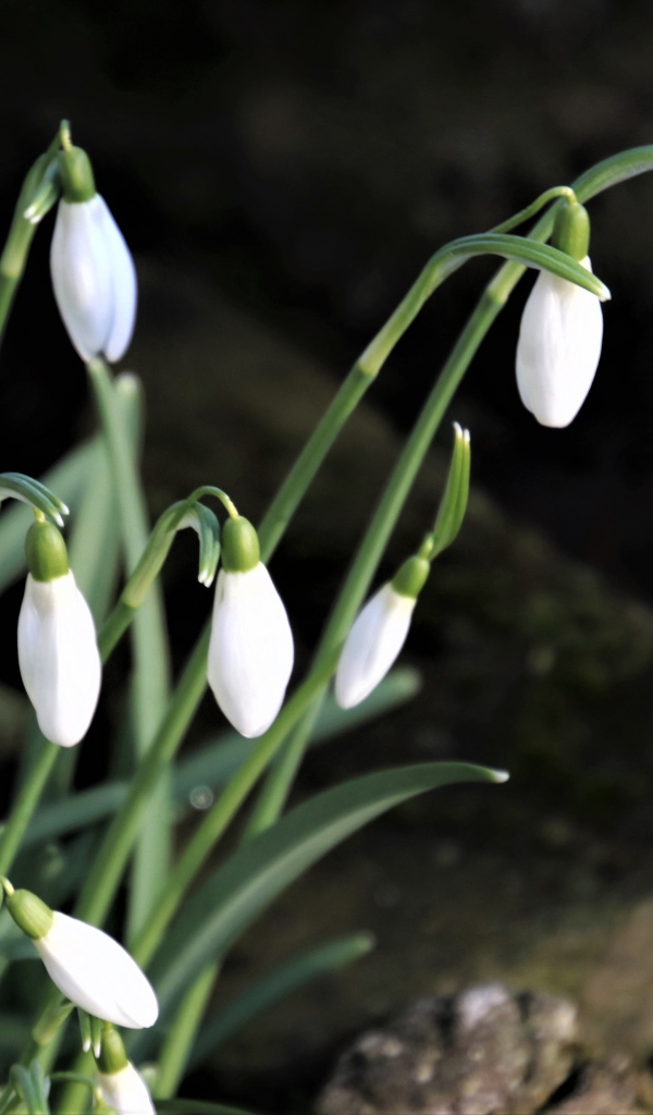 Маленькие белые весенние подснежники в лесу 