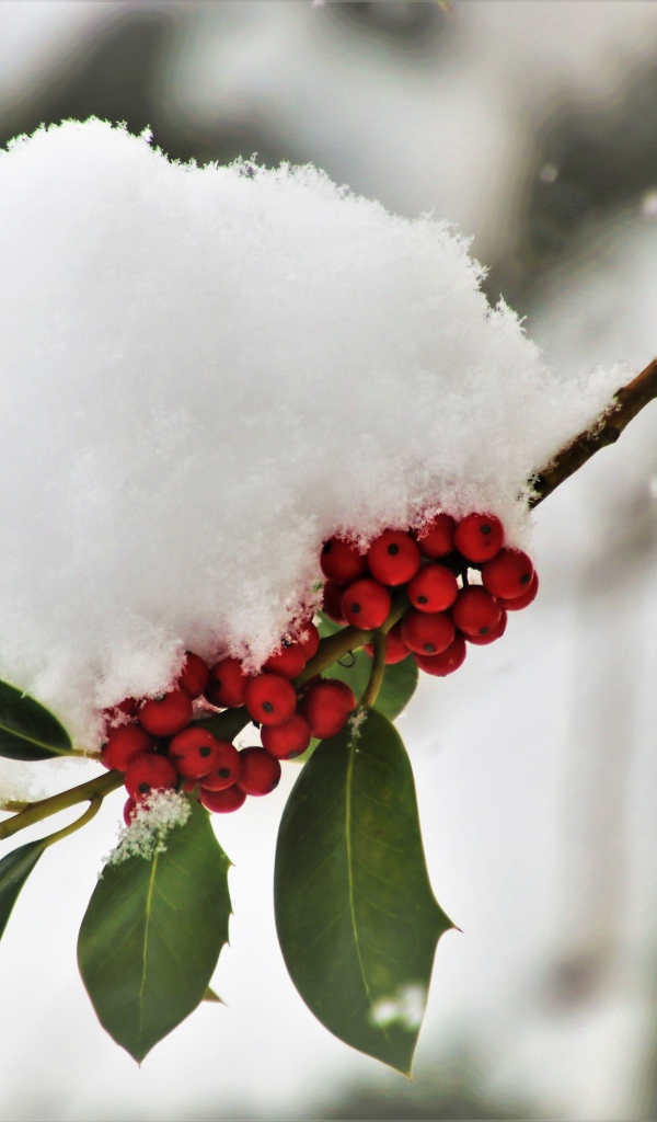 Снег лежит на ветке с красными ягодами