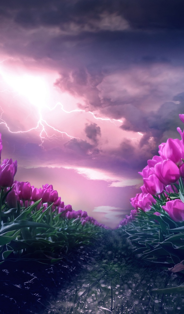 Грозовое небо с молнией над полем с тюльпанами