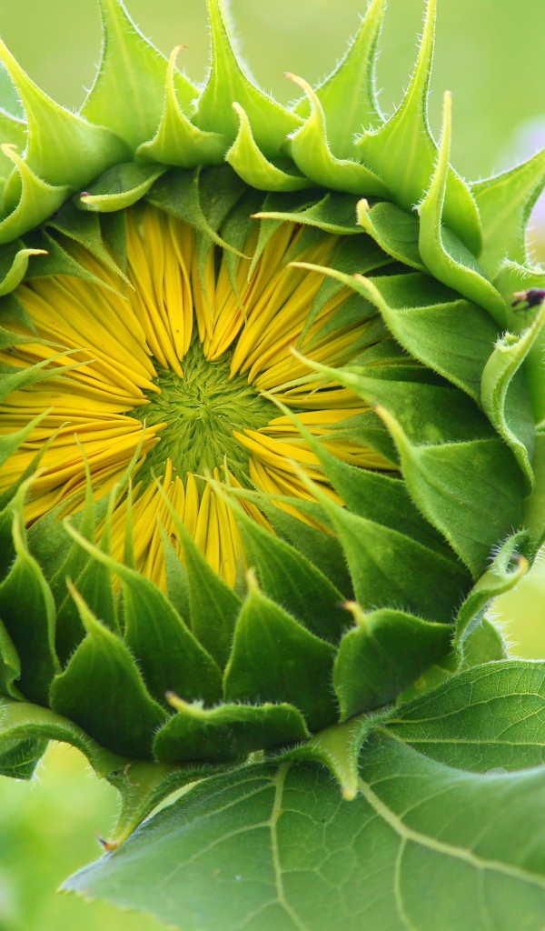 Цветок подсолнуха распускается на поле