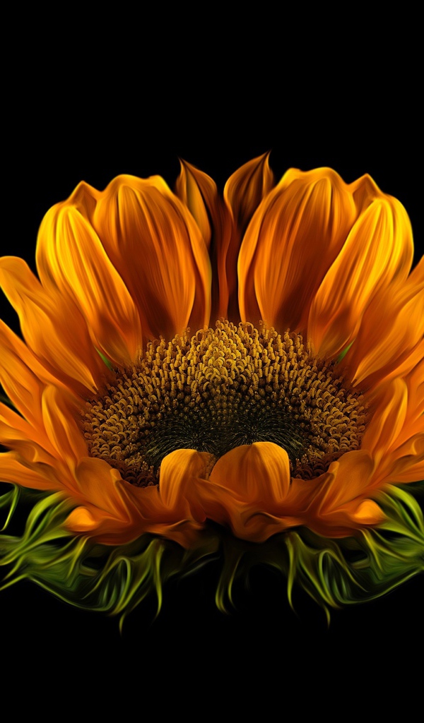 Цветок подсолнуха на черном фоне