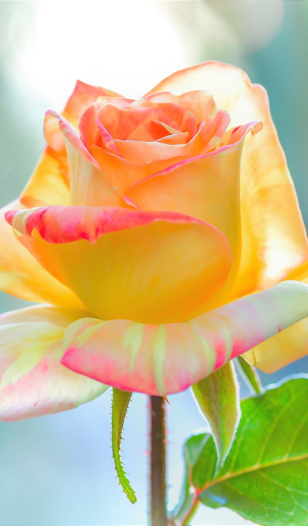 Нежная красивая роза с лепестками крупным планом