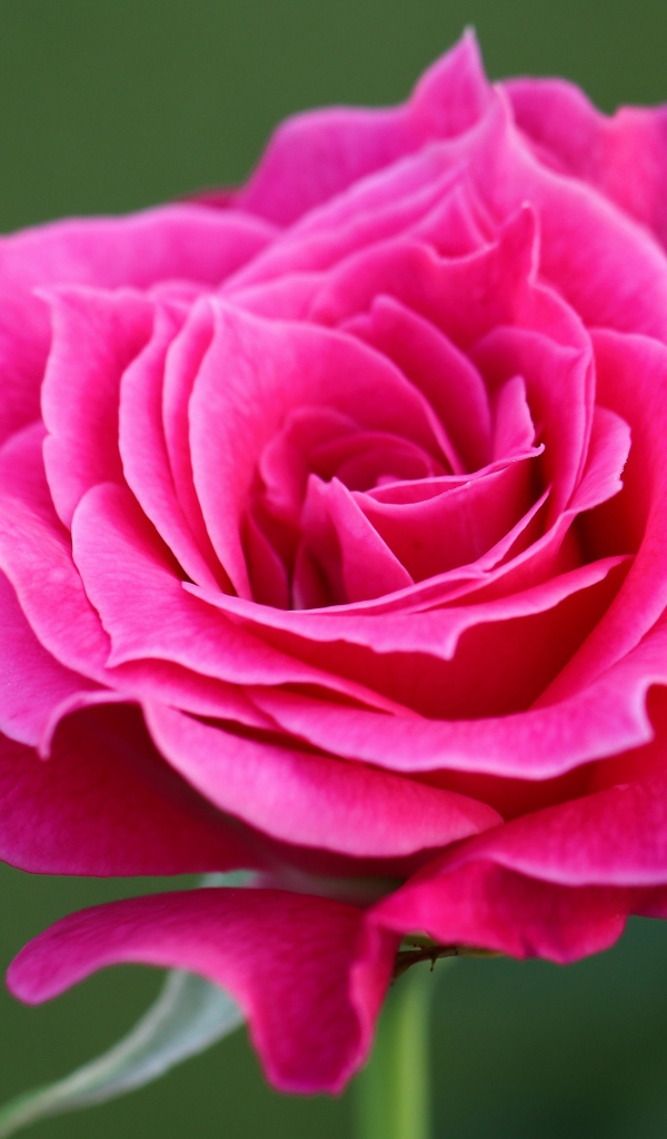 Нежная садовая розовая роза крупным планом на зеленом фоне