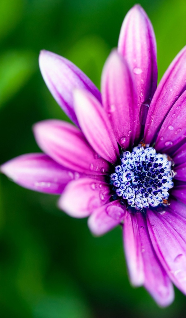 Нежный сиреневый цветок в каплях росы крупным планом