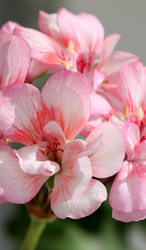 Нежные розовые цветы герани крупным планом