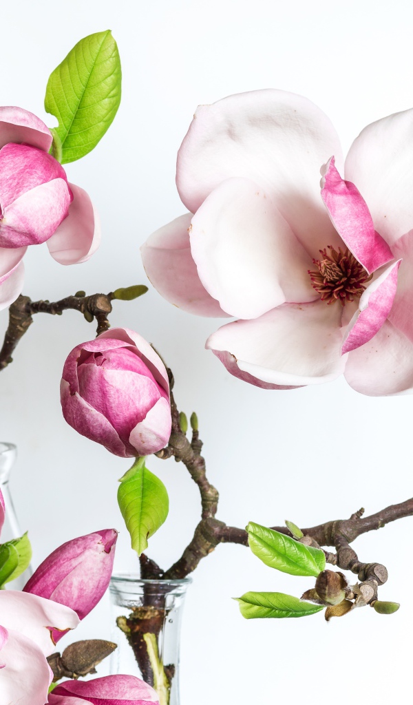 Нежные розовые цветы магнолии с бутонами на белом фоне