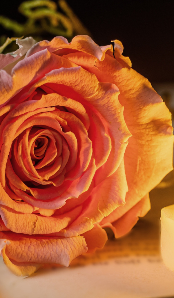 Нежная розовая роза с зажженной свечей лежат на книге