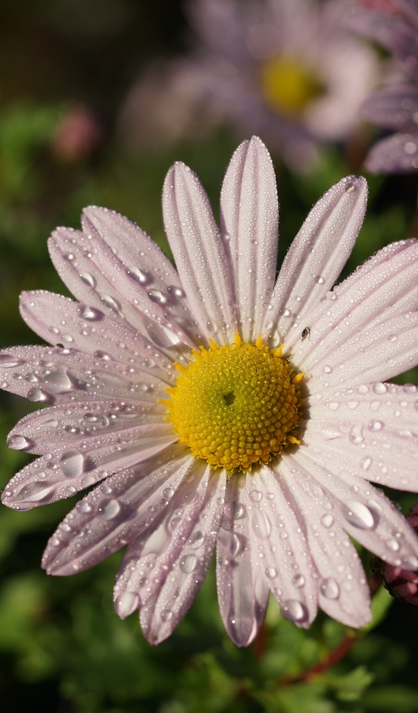 Нежная белая ромашка с каплями росы на лепестках