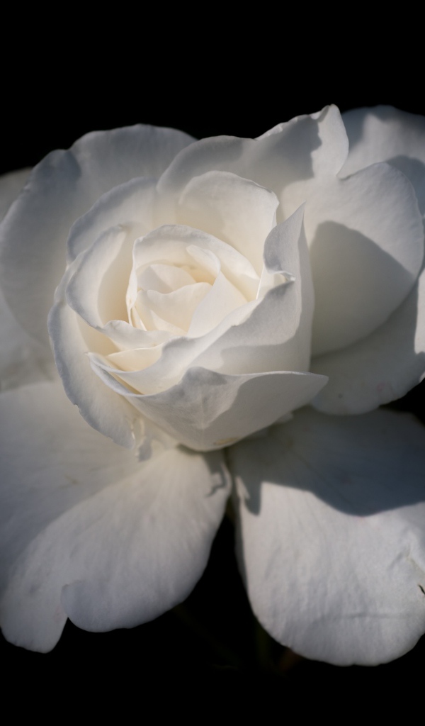 Нежная белая роза на черном фоне крупным планом