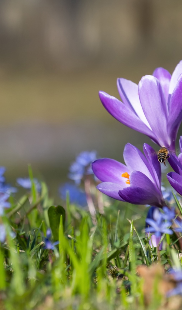 Первые весенние цветы пролесок и крокусы 
