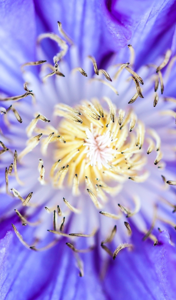 Середина сиреневого цветка клематиса 