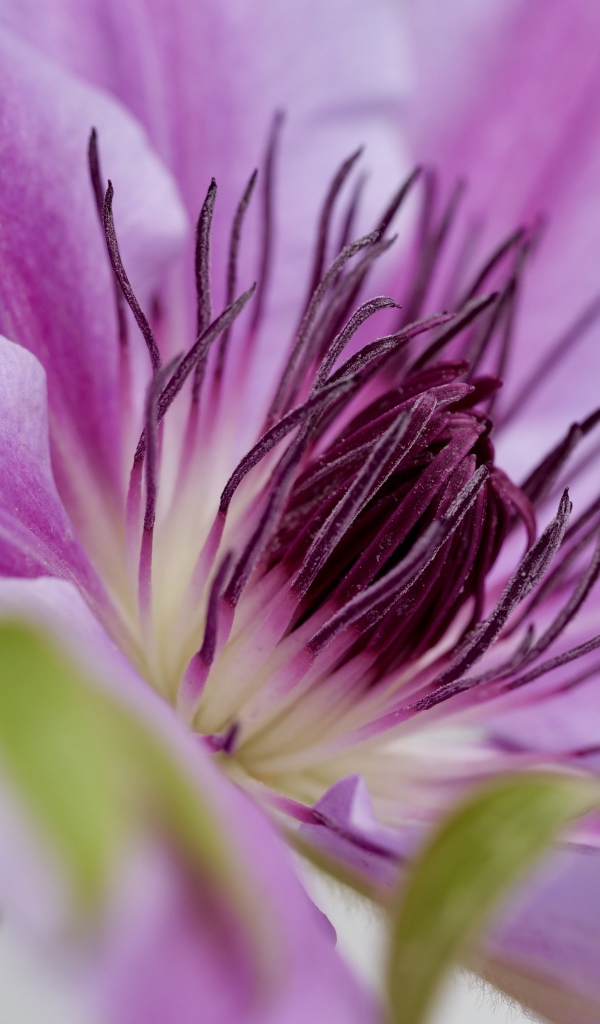 Серединка розового цветка клематиса 