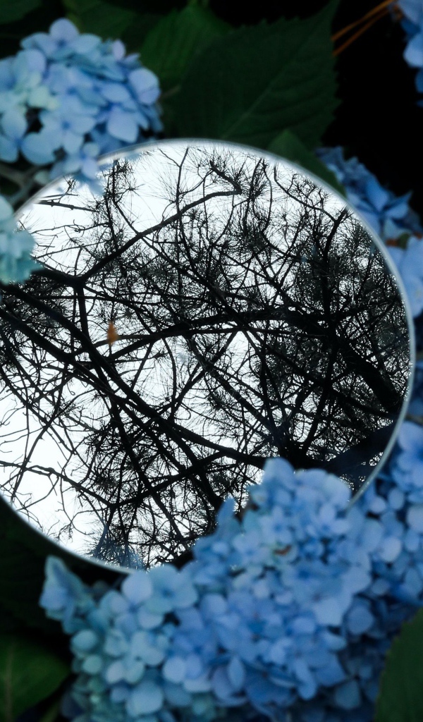 Зеркало лежит на цветах синей гортензии 