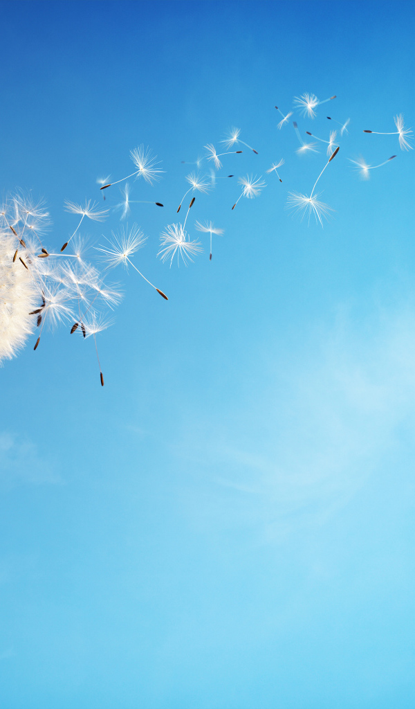 Ветер раздувает белый одуванчик на фоне голубого неба