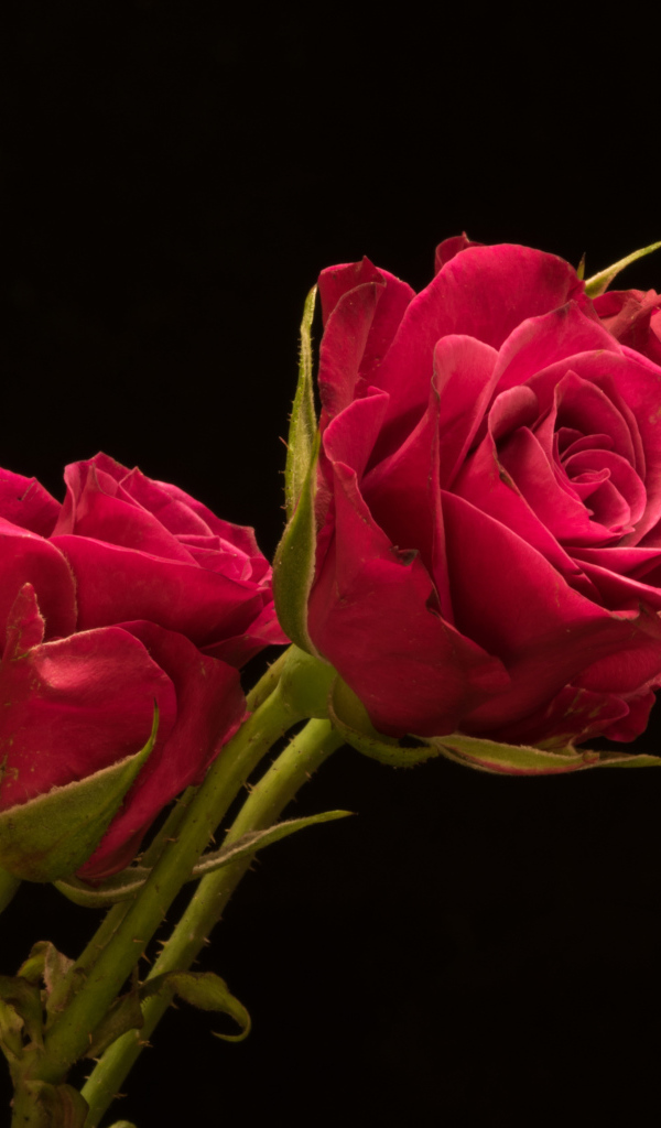 Три красивые розы на черном фоне