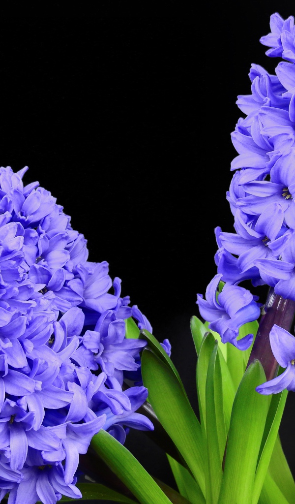 Три цветка синего гиацинта на черном фоне