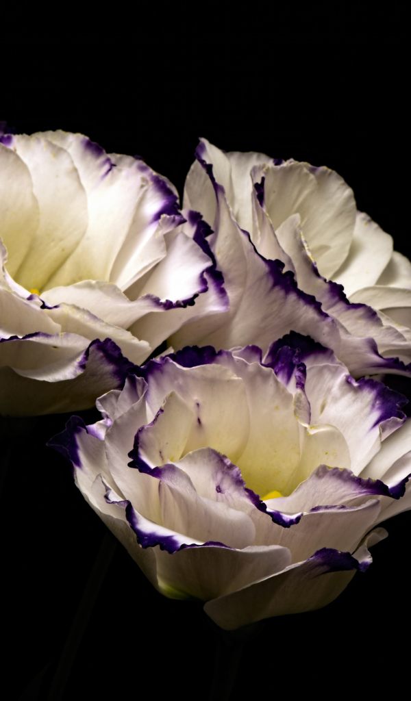 Три нежных  цветка эустомы на черном фоне