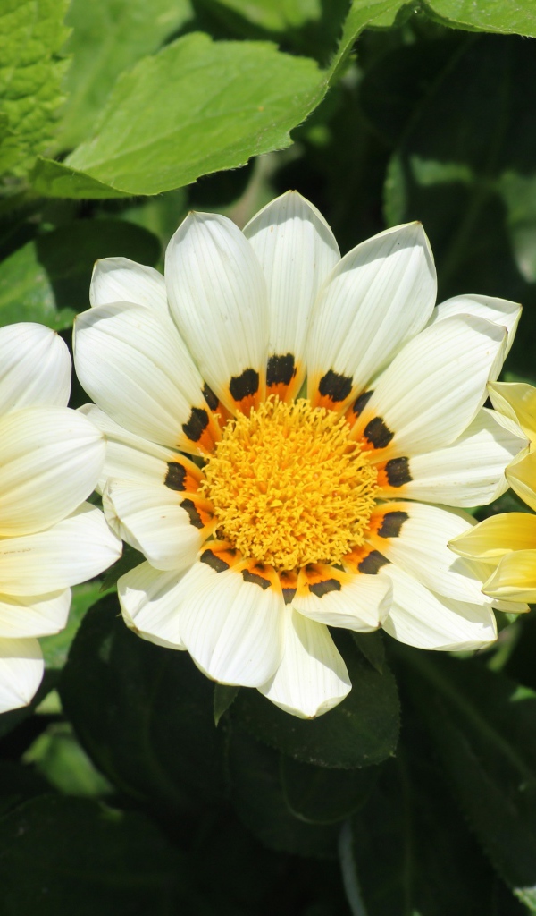 Три цветка газании в зеленых листьях на клумбе