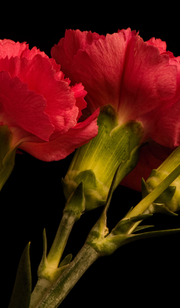 Три крупные красные гвоздики на черном фоне