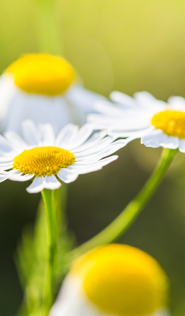 Три маленькие белые ромашки крупным планом