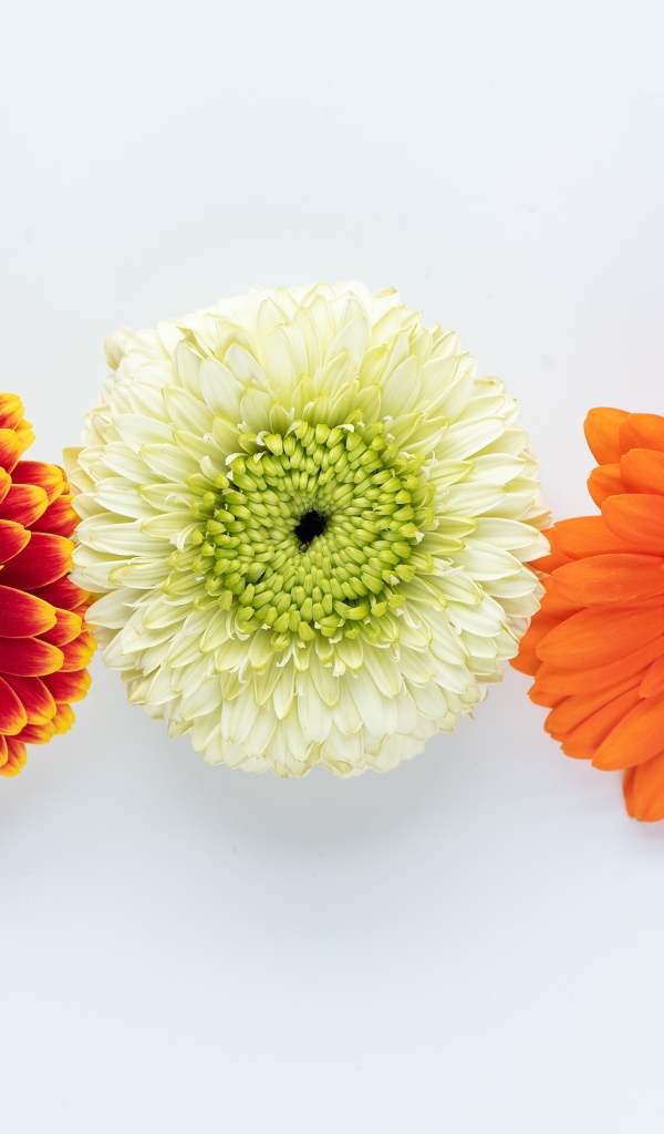 Три разноцветные герберы на белом фоне