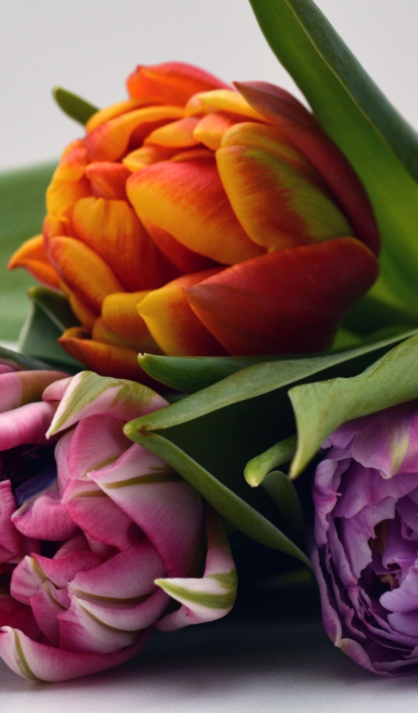 Три разноцветных тюльпана на сером фоне