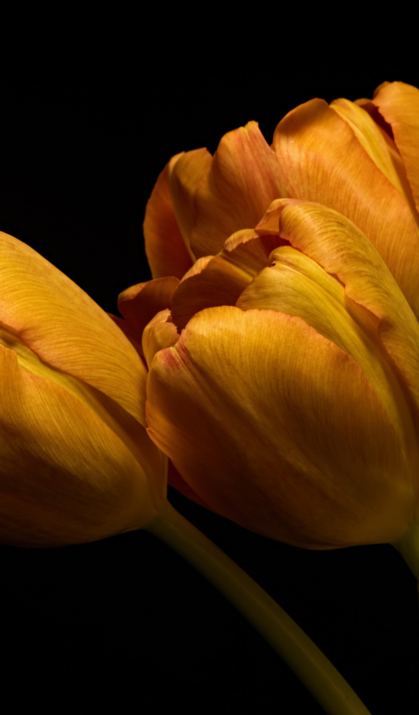 Три оранжевых тюльпана с зелеными листьями на черном фоне