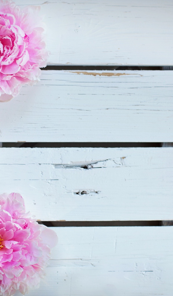 Три розовых пиона на деревянном столе 