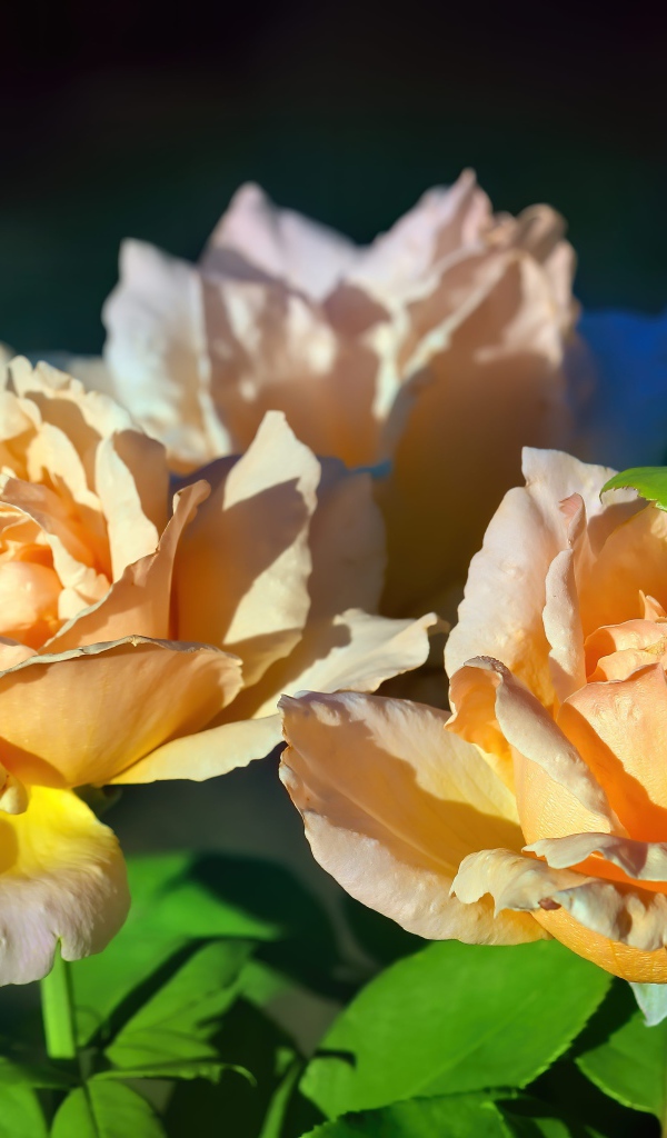 Три розовые розы в лучах солнца на клумбе 