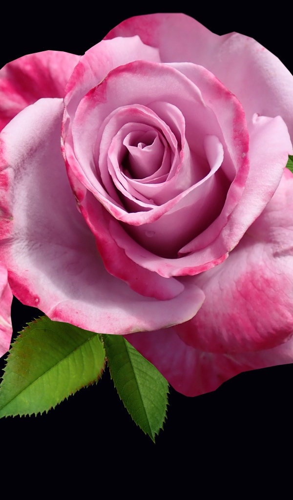 Три розовые розы с зелеными листьями на черном фоне