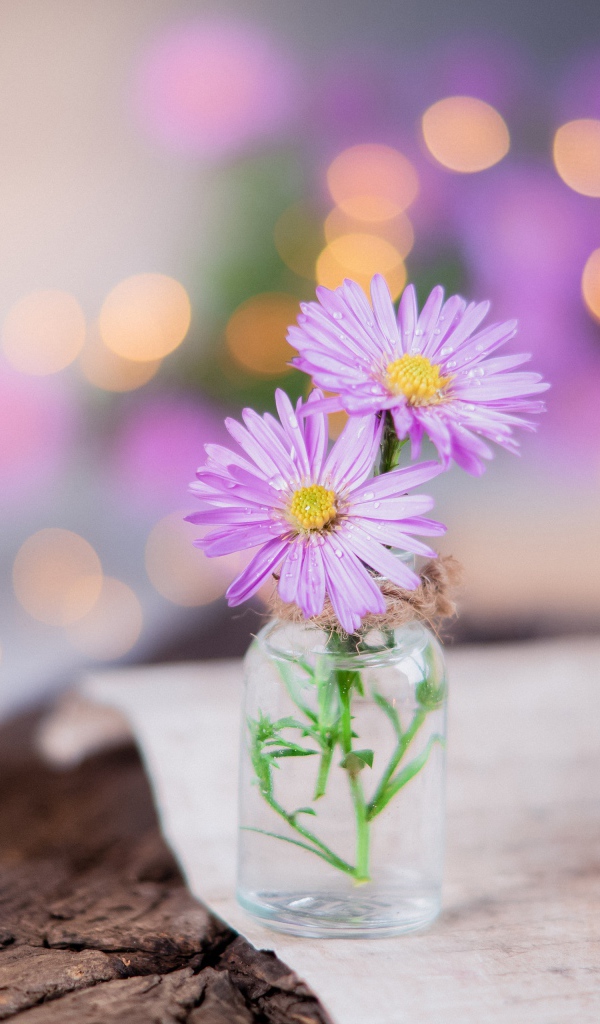 Три розовых цветка сентябринки в стеклянной баночке