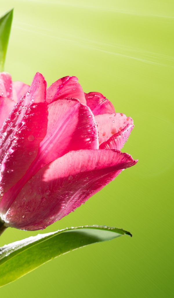 Три розовых тюльпана в каплях росы на зеленом фоне