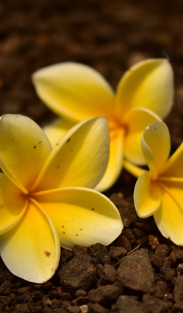 Три  цветка плюмерии лежат  на земле 