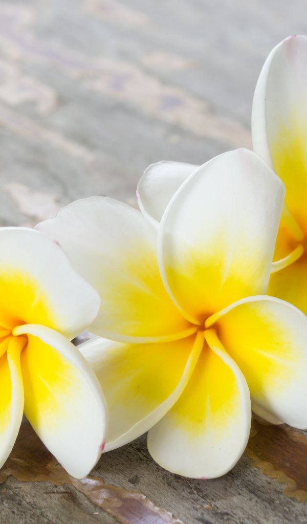 Три цветка плюмерии на деревянном столе 