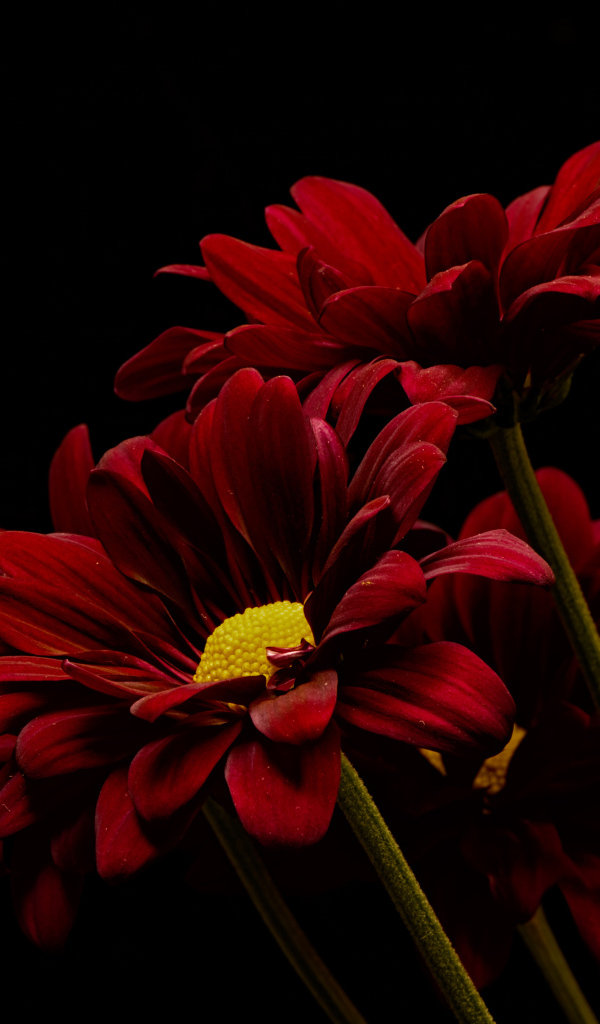 Три красные хризантемы на черном фоне