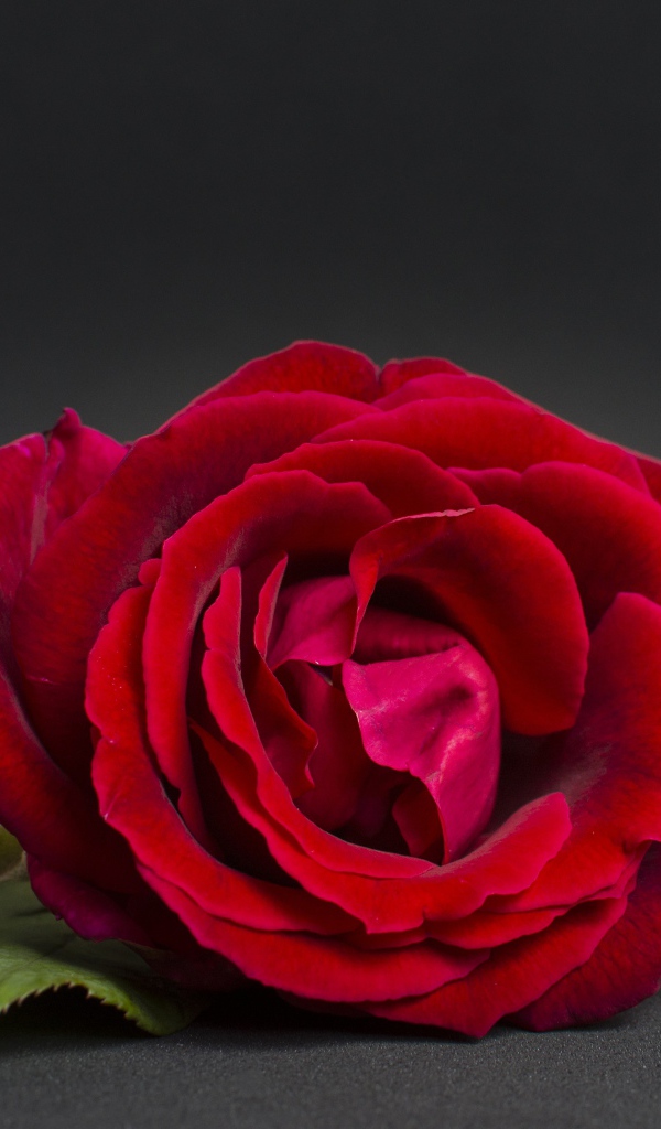 Три красные розы на сером фоне