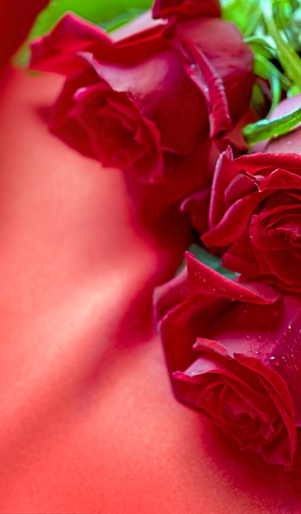 Три красные розы с атласной лентой на красной ткани