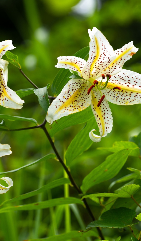 Три белые тигровые лилии в саду 