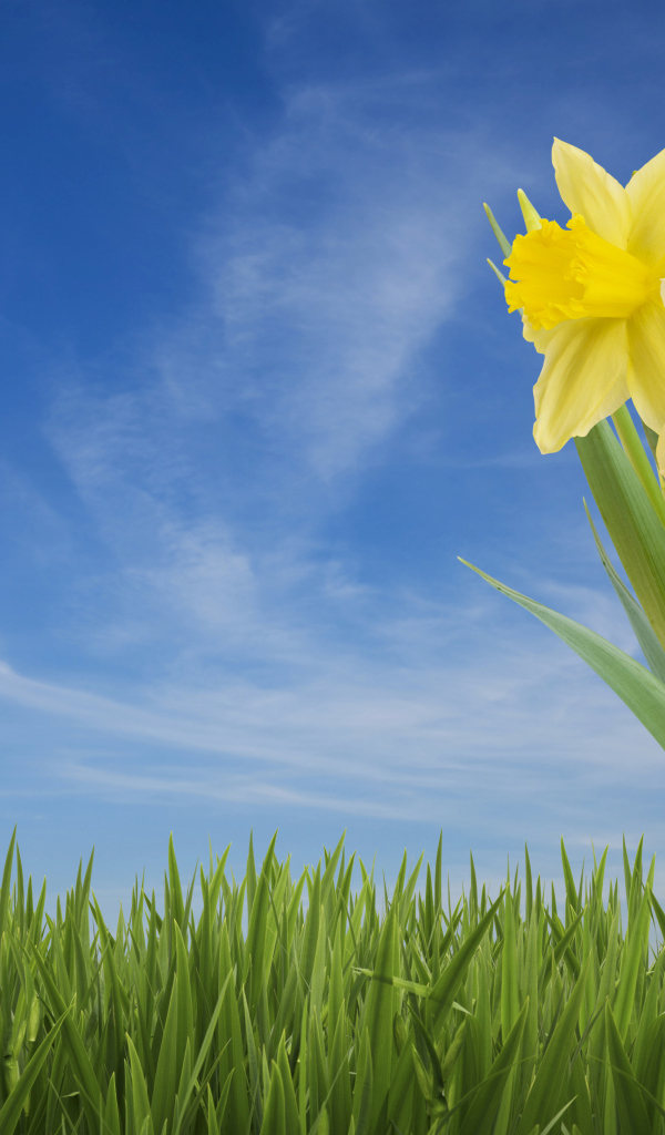 Три желтых цветка нарцисса в зеленой траве на фоне голубого неба 